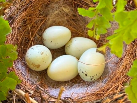 House finch bird eggs in a nest