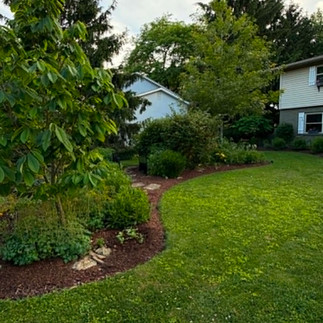 Front suburban yard with edible landscaping
