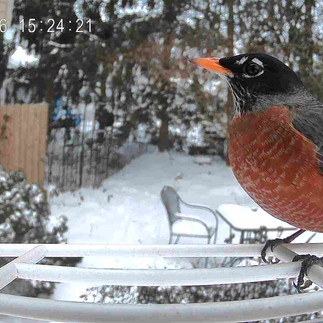 American Robin at birdfeeder camera