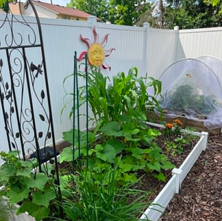 Raised garden bed with vegetables