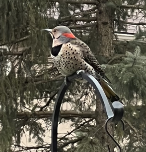 Northern flicker visiting our backyard