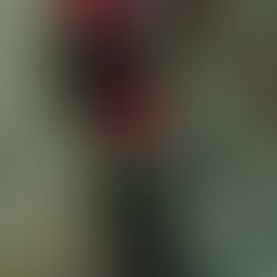 פירות וירידה במשקל