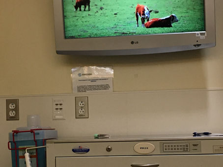 How are cows relaxing?