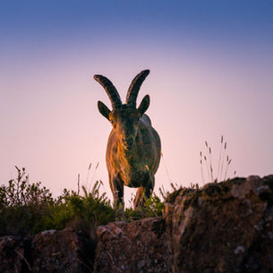 New Moon in Capricorn January 18 2026