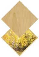 Birch / Bouleau