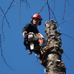 Image of a man on top a dry tree