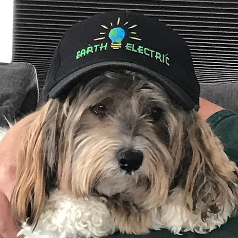 A cute dog wearing cap