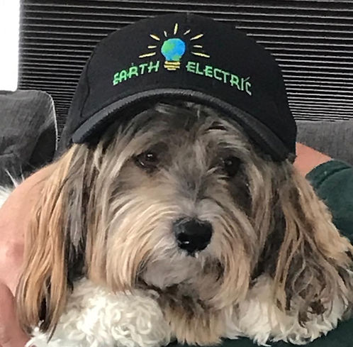 A cute dog wearing cap