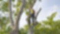 An arborist inspecting a tree by climbing up on it