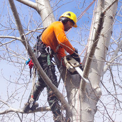 Image of man chain sawing tree