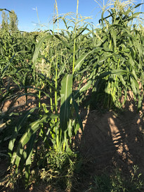 Navajo Corn in the field
