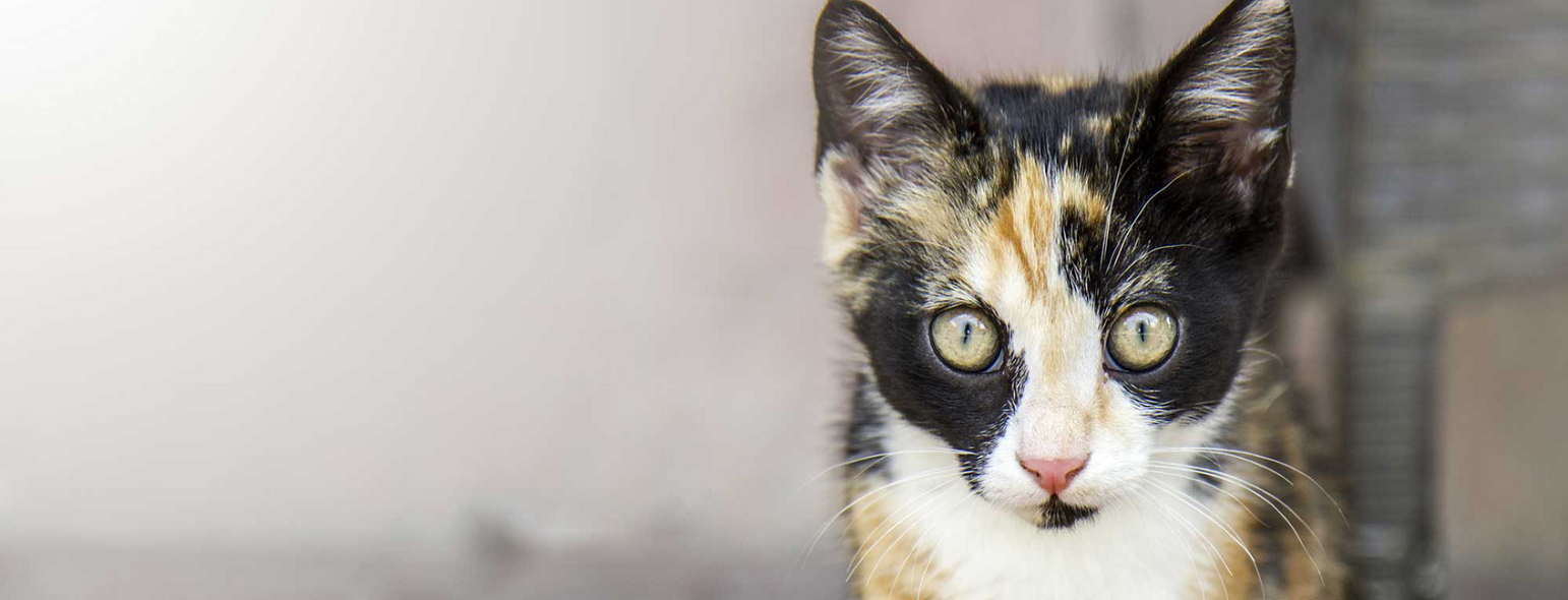 Thompson Animal Medical Center Veterinary Clinic in La Crosse