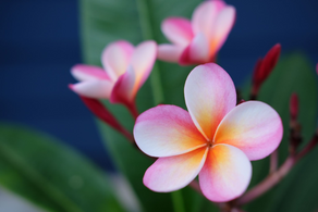 The Girly Times! Take 4