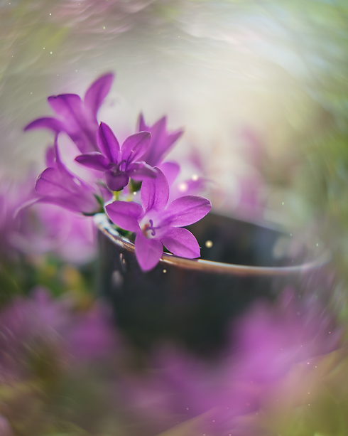 madara.magicalflowers by Madara Moroza Aarhus fotograf