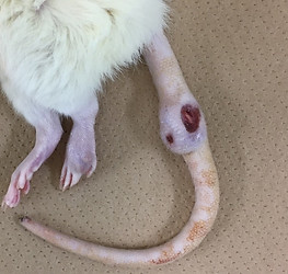 ANCA-AAV_Rat.jpg