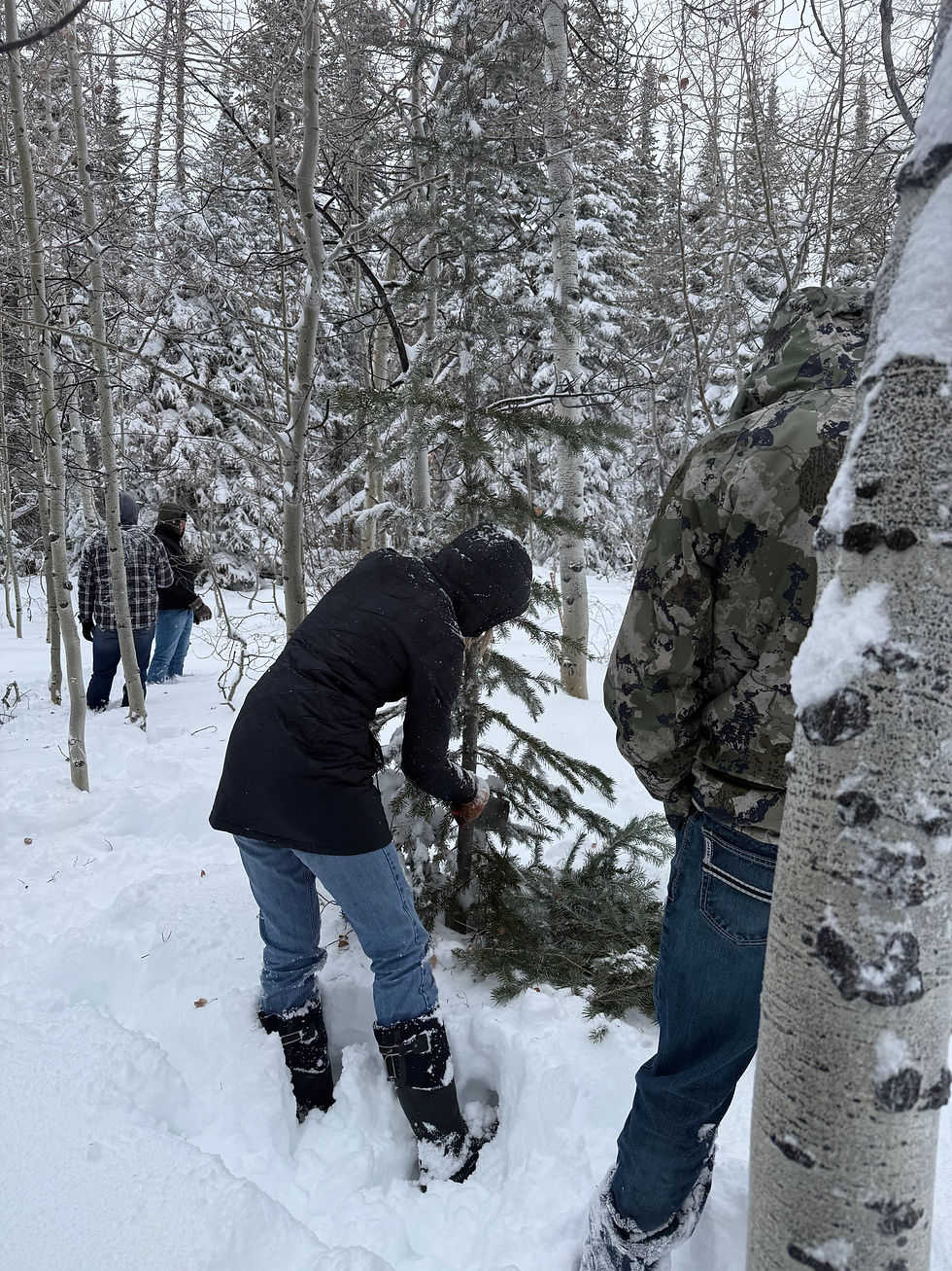 People in winter gear cut down a small tree in a snowy forest. Snow blankets the ground and trees, creating a serene winter scene.