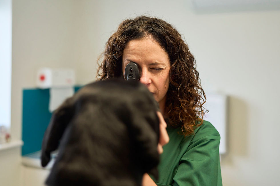 Ryder-Davies & Partners dog eye care