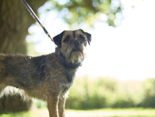 How to avoid heat stroke for dogs