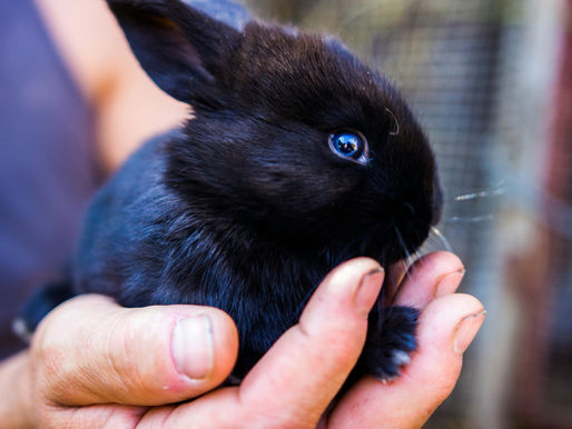 Rabbit Healthcare from Ryder-Davies & Partners vets