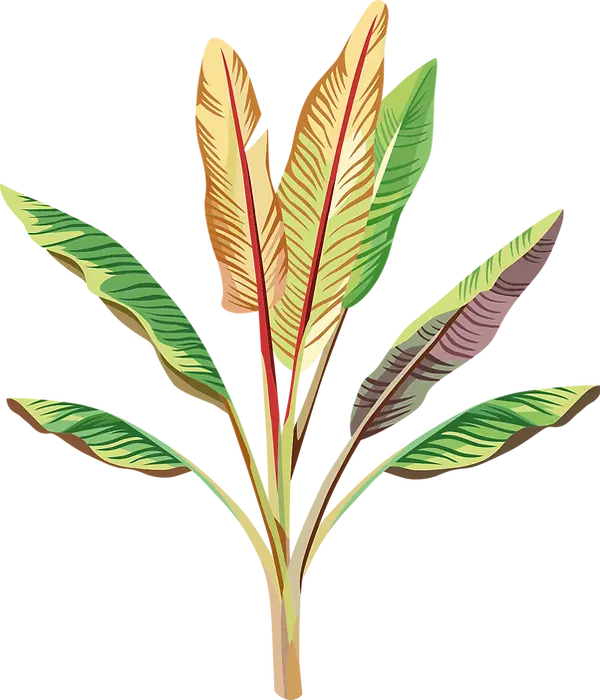 plante bananier