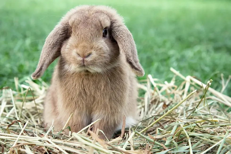lapin