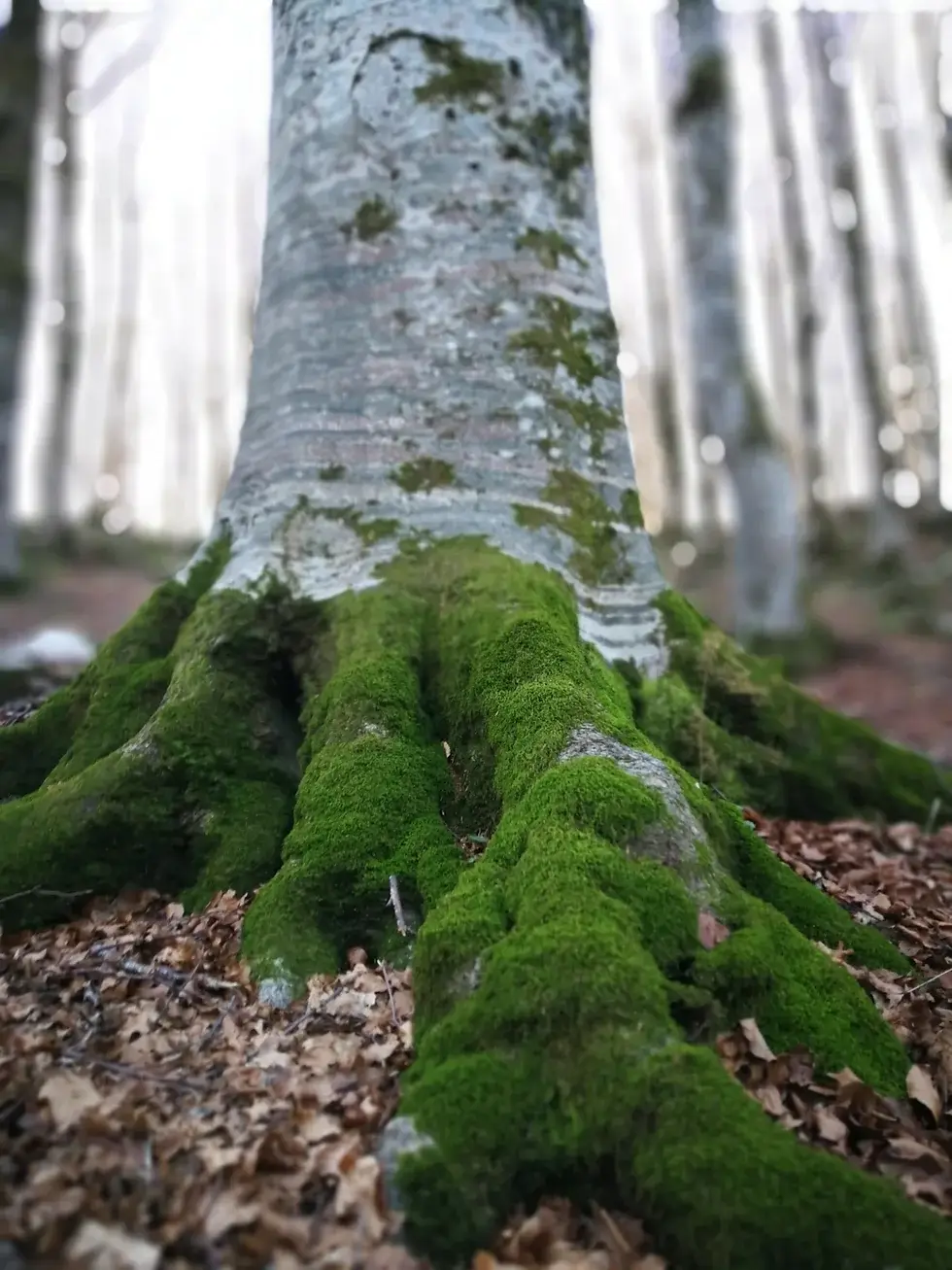 Méditation pour s'ancrer - arbre
