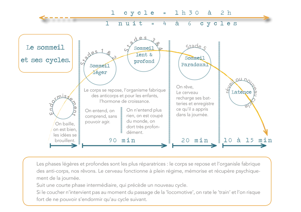 Le sommeil et ses cycles