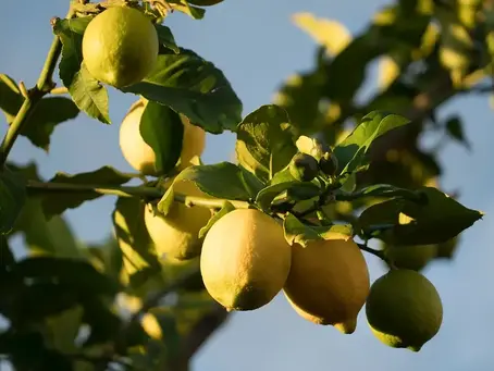 4 aliments pour prendre soin de votre foie au printemps