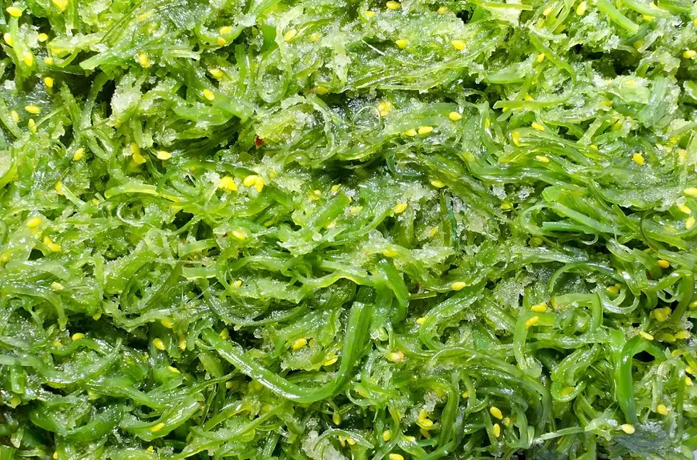Spiruline
