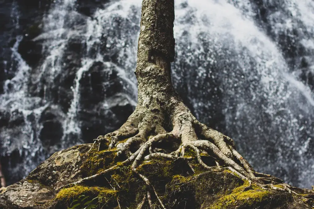 Arbre de vie