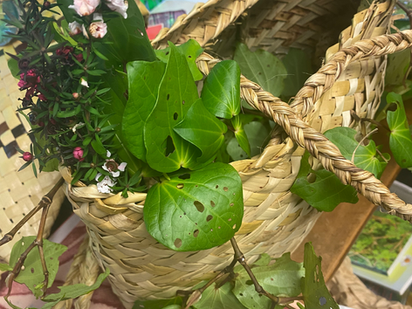 A woven kete full of Kawakawa and Manuka