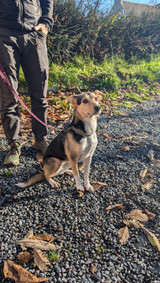 X Terrier Jack Russel