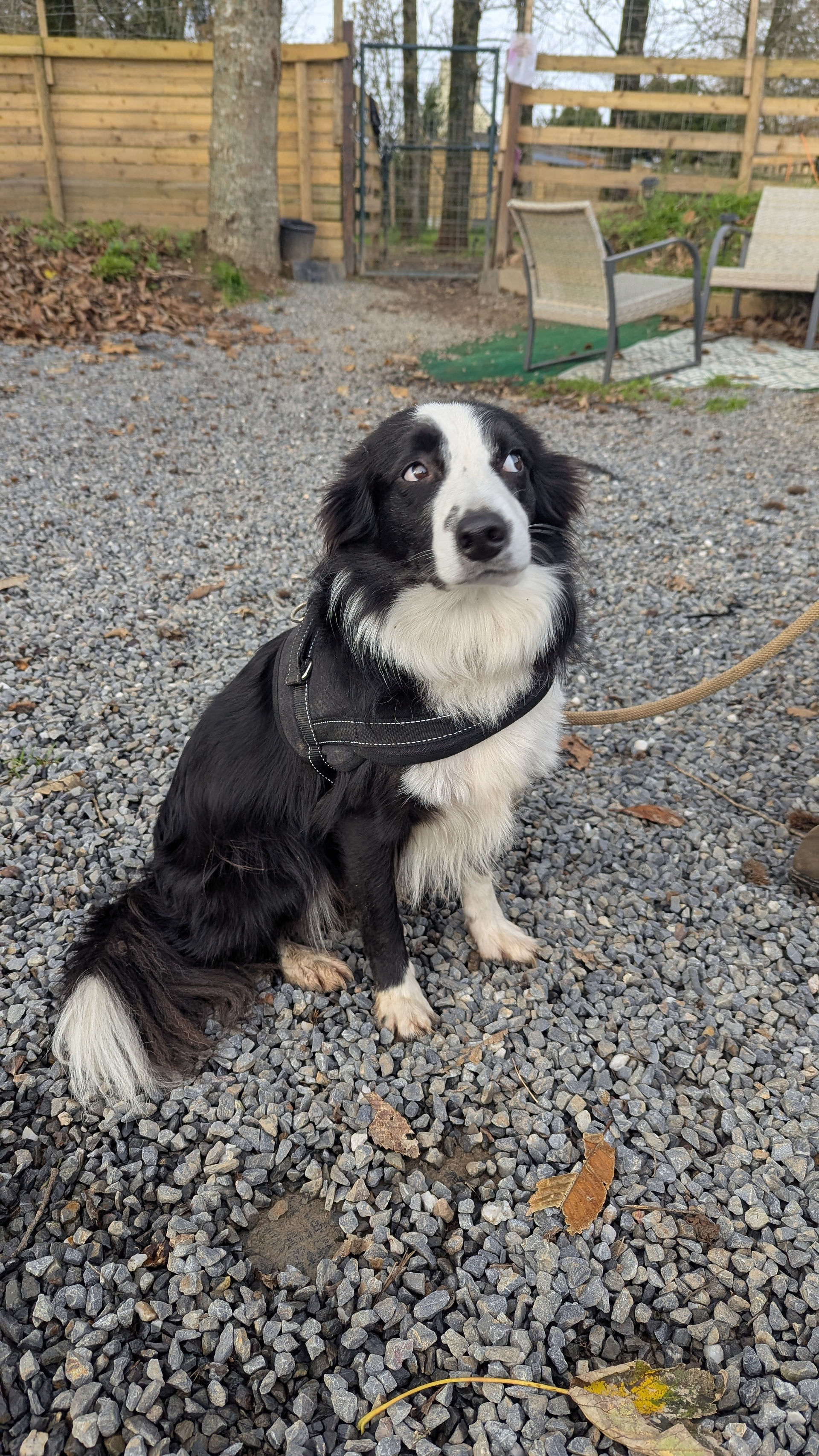 Border Collie