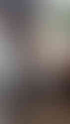 Labrador x bull terrier x berger blanc suisse