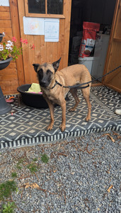 Malinois x Berger Allemand