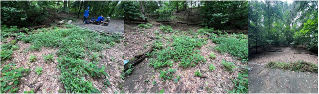 From left to right: Before and after photos from a conservation project in Fort Bunker Hill Park of Rock Creek
