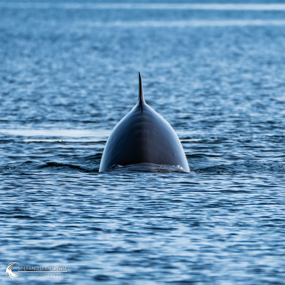Québec Travel Photogallery - Landscape, Wildlife and Cities