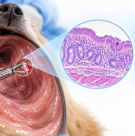 Endoscopia.jpeg