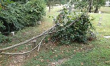 Small Tree.jpg