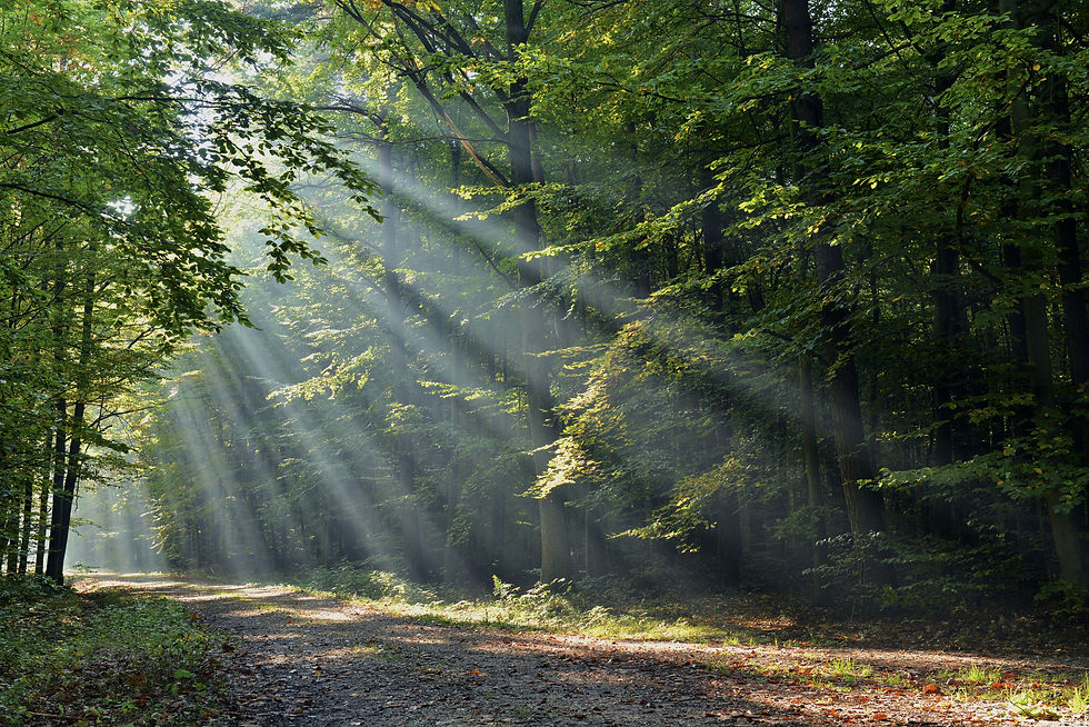 Forest With Sunrays_edited.jpg