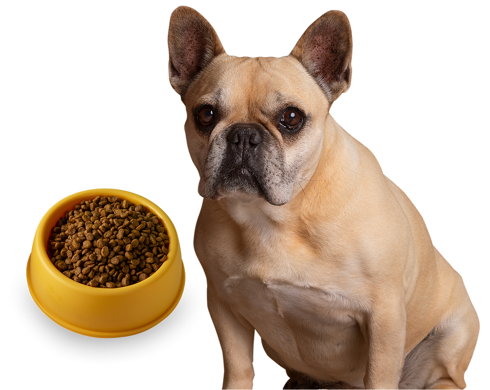 French Bulldog with dog food bowl