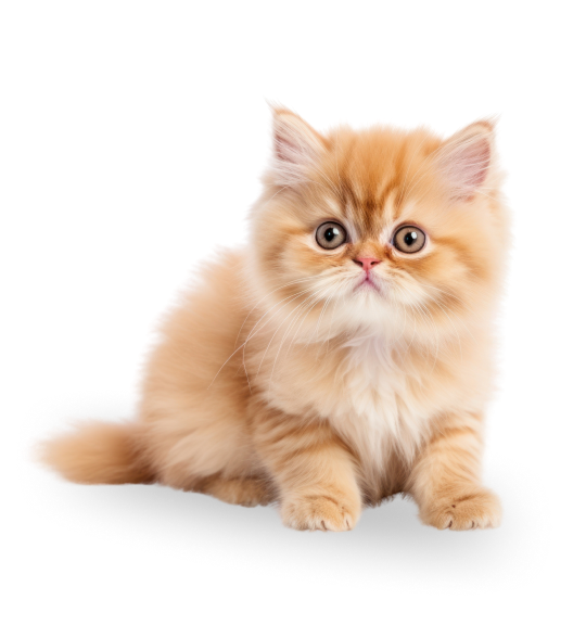 Ginger fluffy kitten