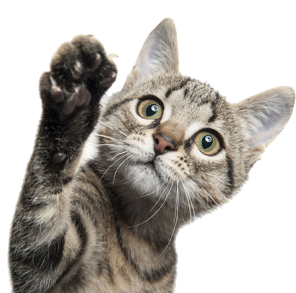 Tabby kitten, paw raised
