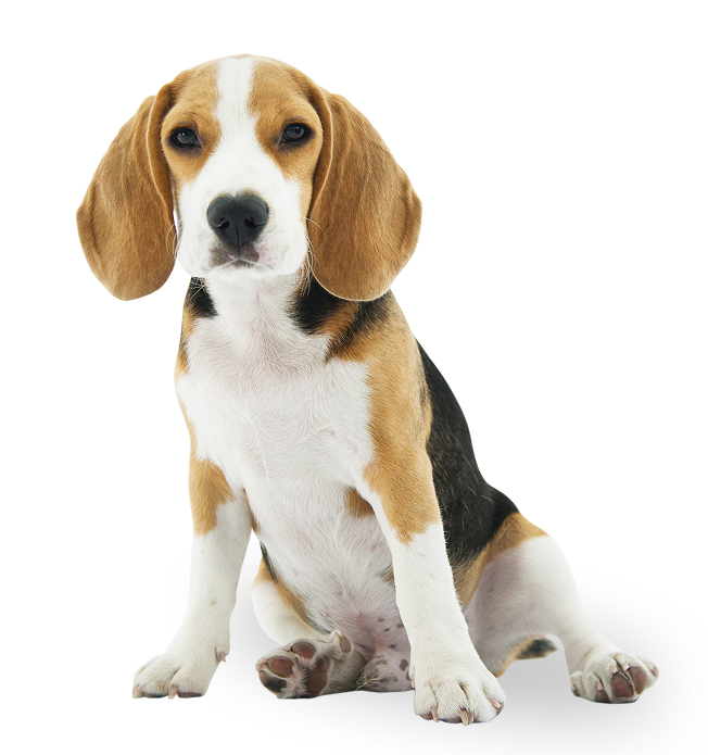 Beagle puppy sitting
