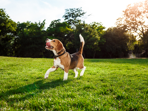 Spot early signs of restlessness and learn how to keep your pet fit and active.