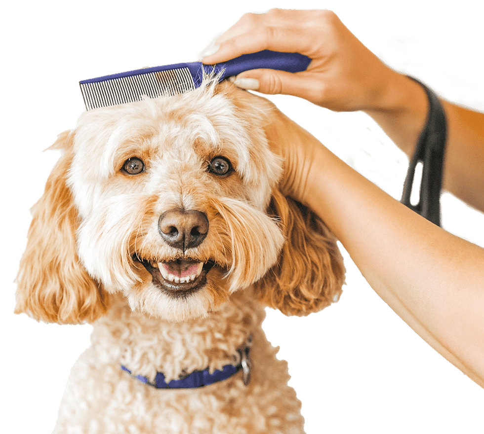 Happy dog being groomed