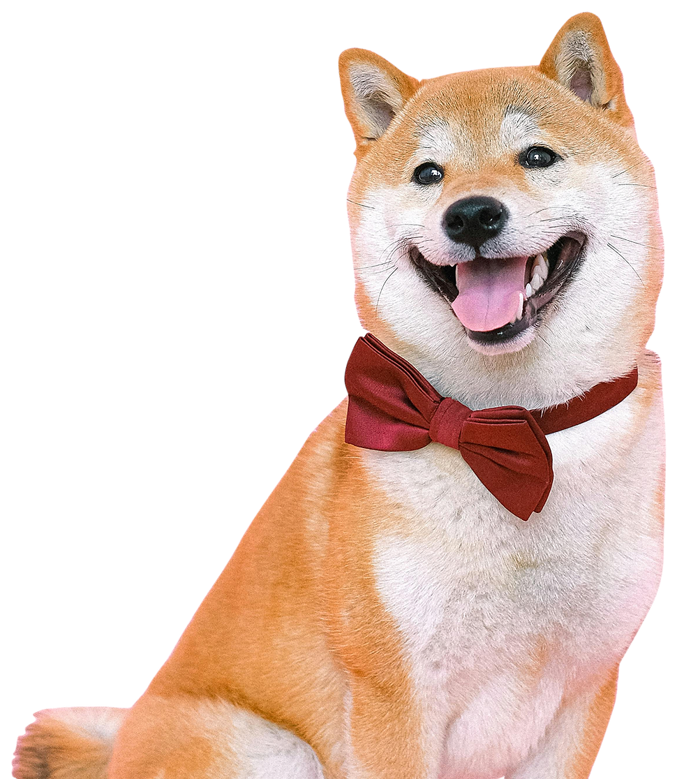 Smiling Shiba Inu with red bow tie