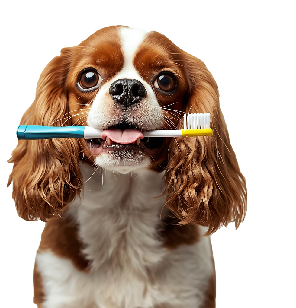 Lucid_Origin_professional_photo_of_a_Cavalier_King_Charles_Spa_3 1 (1) 1 1.png