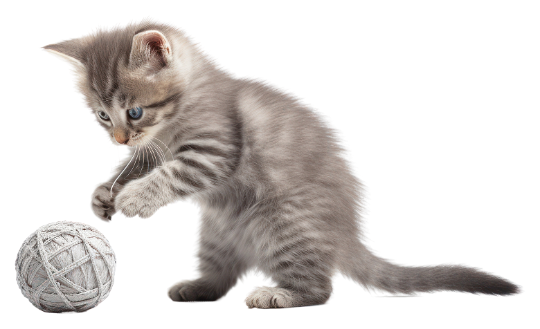 Grey kitten playing with yarn