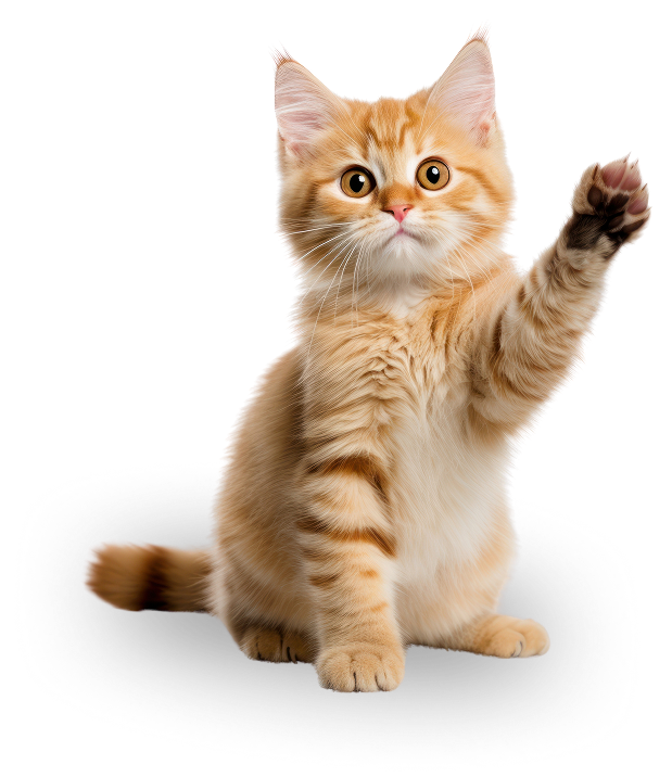 Ginger kitten raising paw